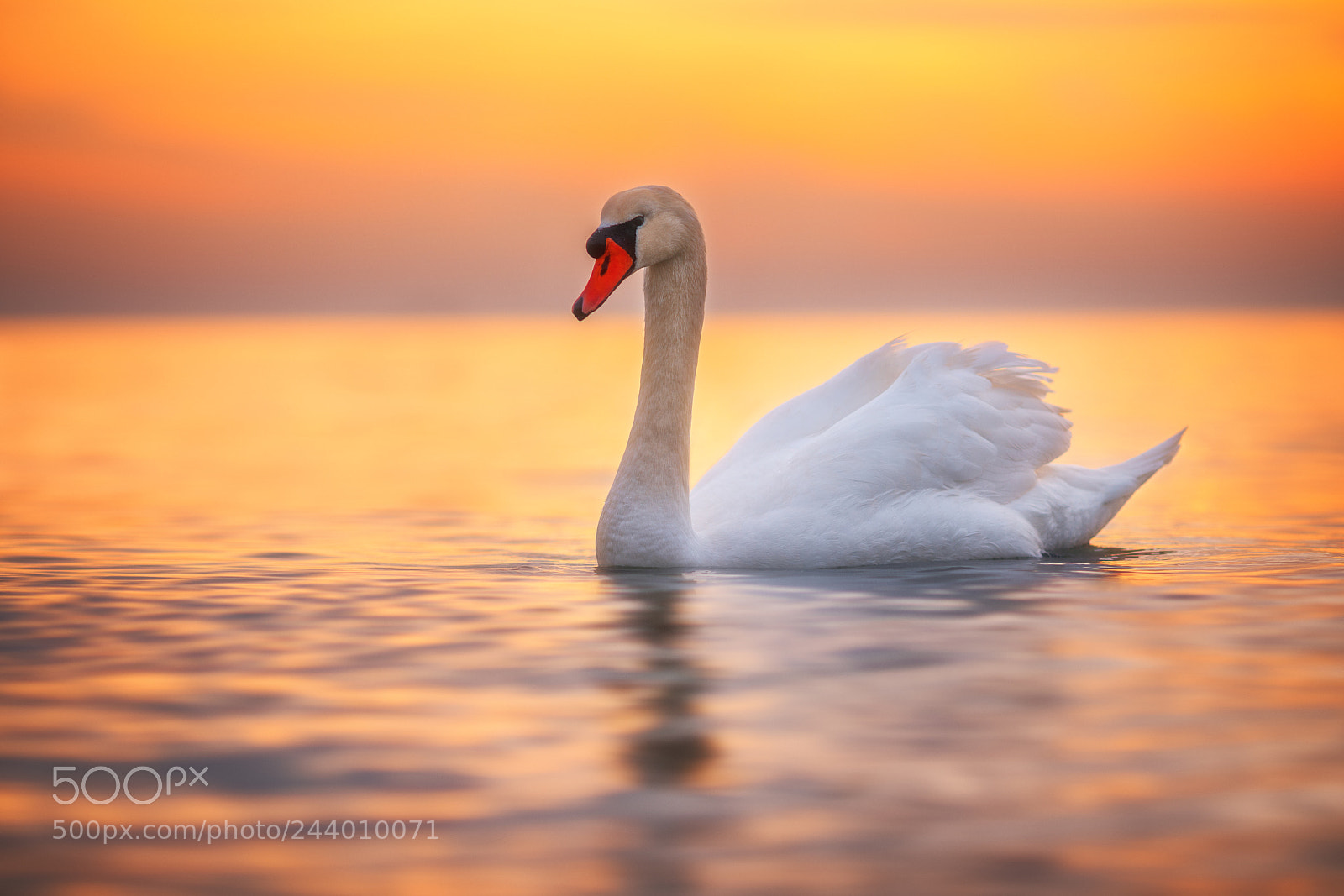Sony a7R II sample photo. White swan in the photography