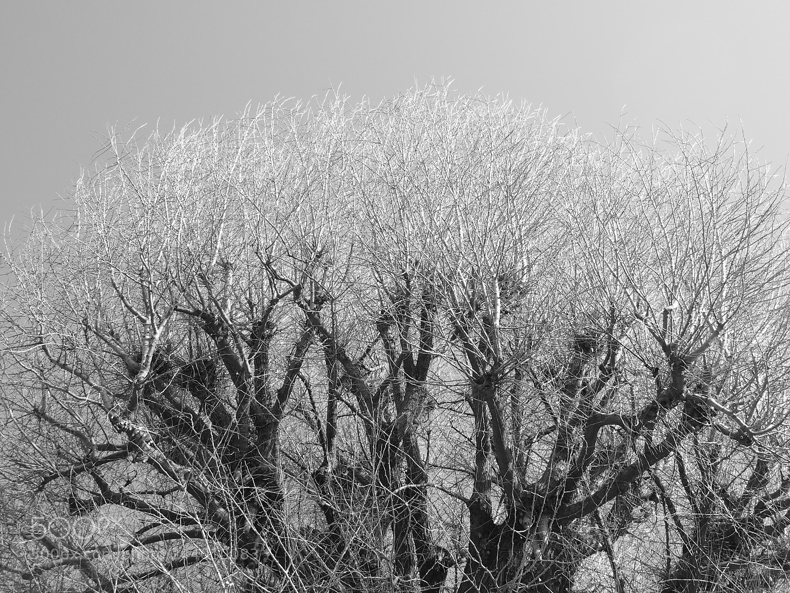 Olympus STYLUS1,1s sample photo. 大銀杏 / old ginkgo tree photography