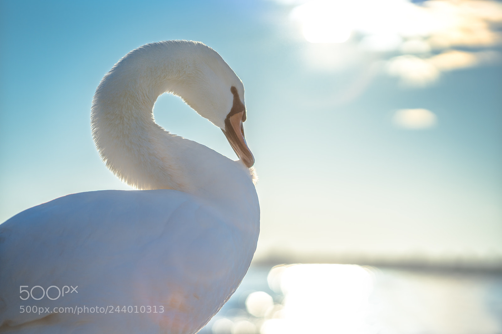 Sony a7R II sample photo. White swan in the photography