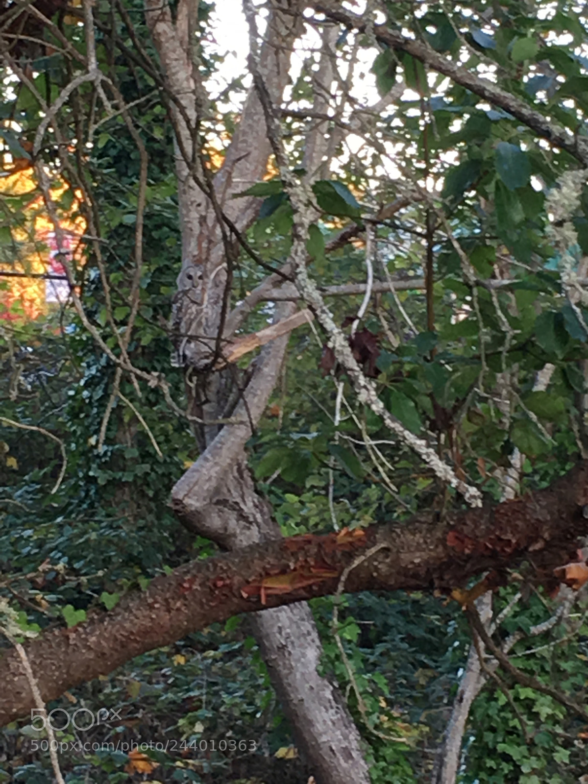 Apple iPhone 6s Plus sample photo. Blended with tree and photography