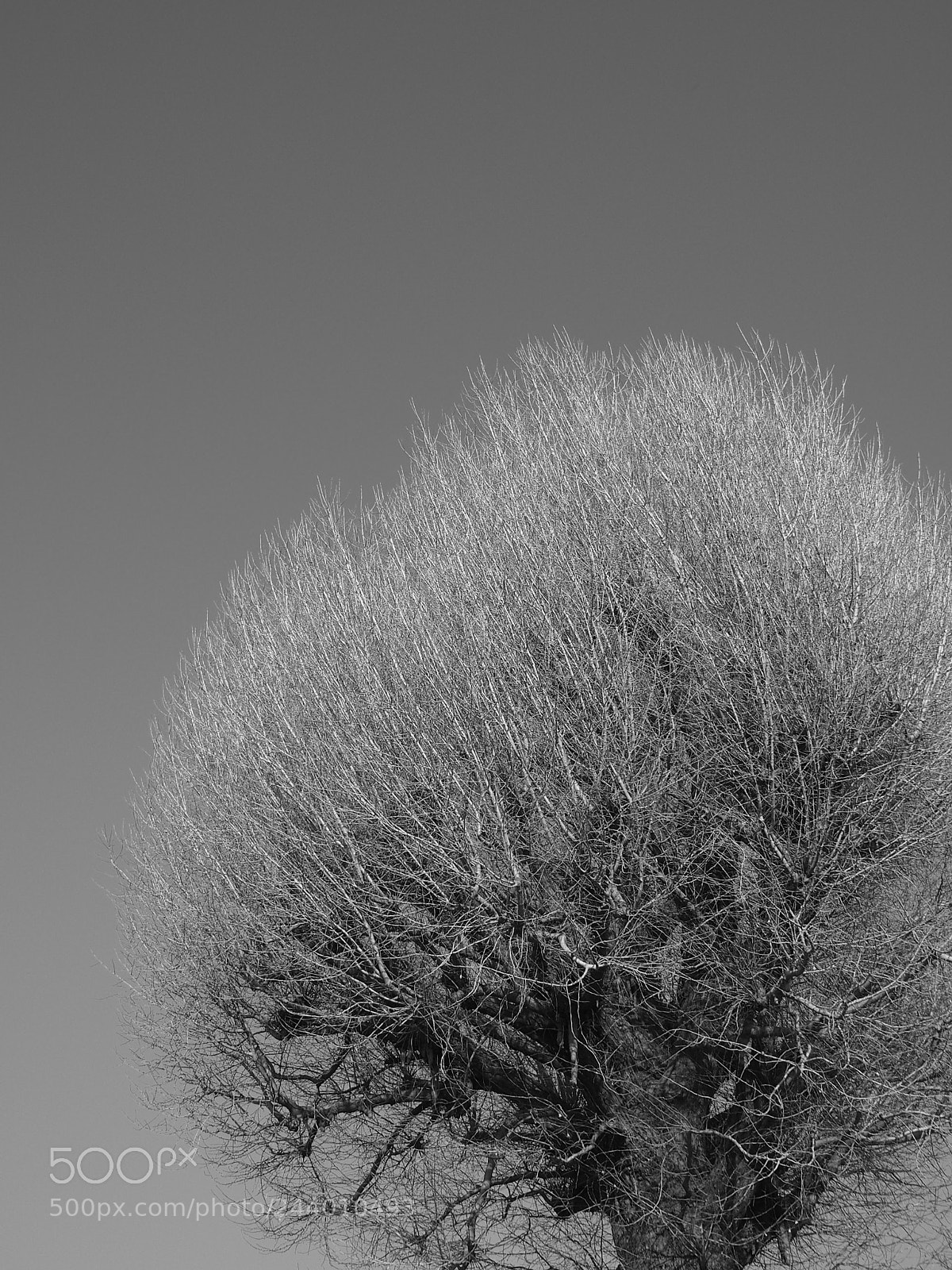 Olympus STYLUS1,1s sample photo. 大銀杏 / old ginkgo tree photography