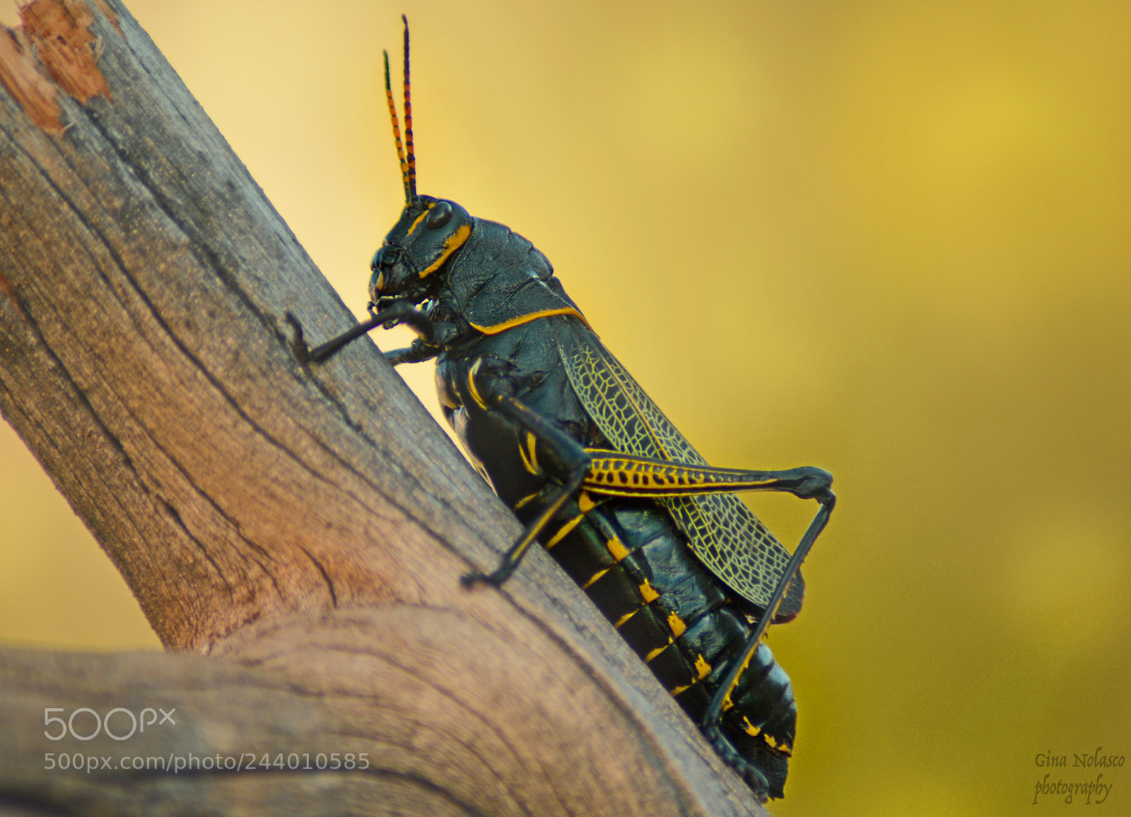 Nikon D3200 sample photo. Wester horse lubber grasshopper photography