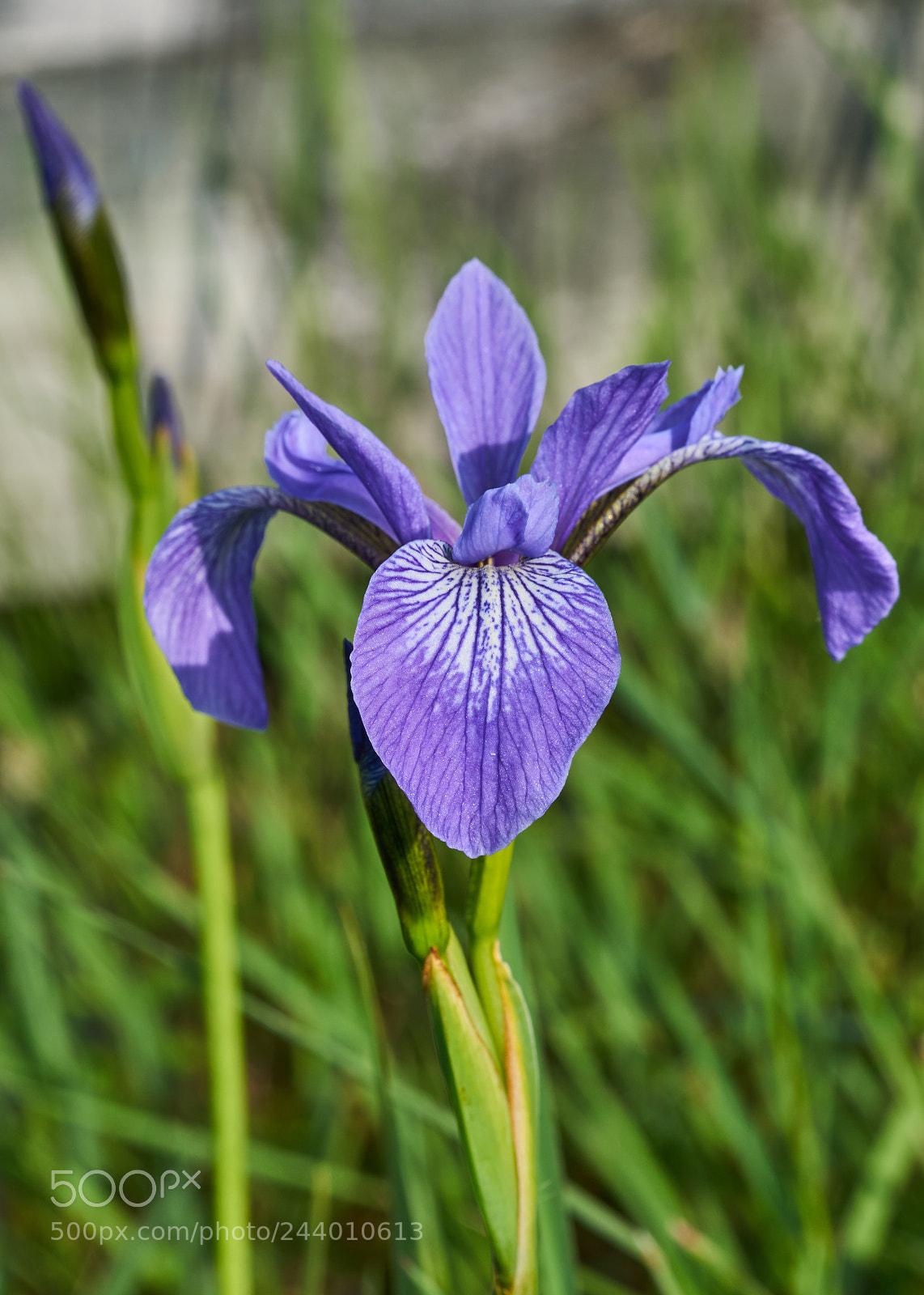 Sony a7R II sample photo. Wild iris on the photography