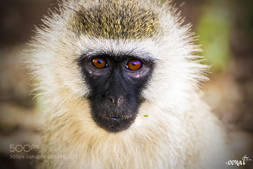 Canon EOS 750D (EOS Rebel T6i / EOS Kiss X8i) sample photo. Vervet monkey badass photography