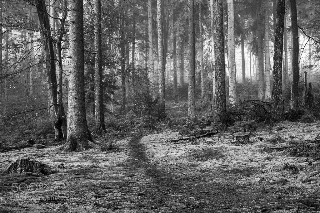 Canon EOS 60D sample photo. In the forest photography