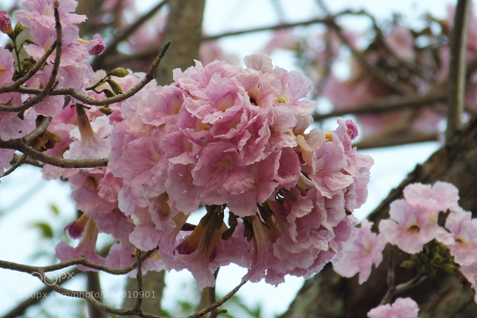 Fujifilm FinePix HS50 EXR sample photo. Pink flower photography