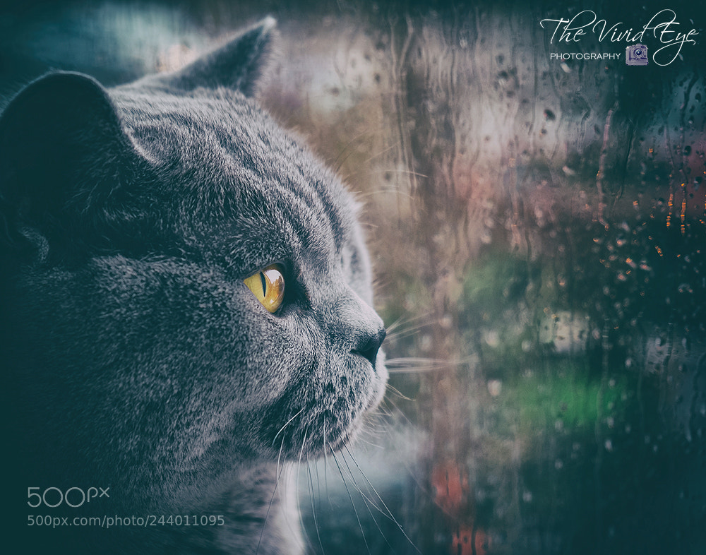 Fujifilm X-T2 sample photo. Beyond the window photography