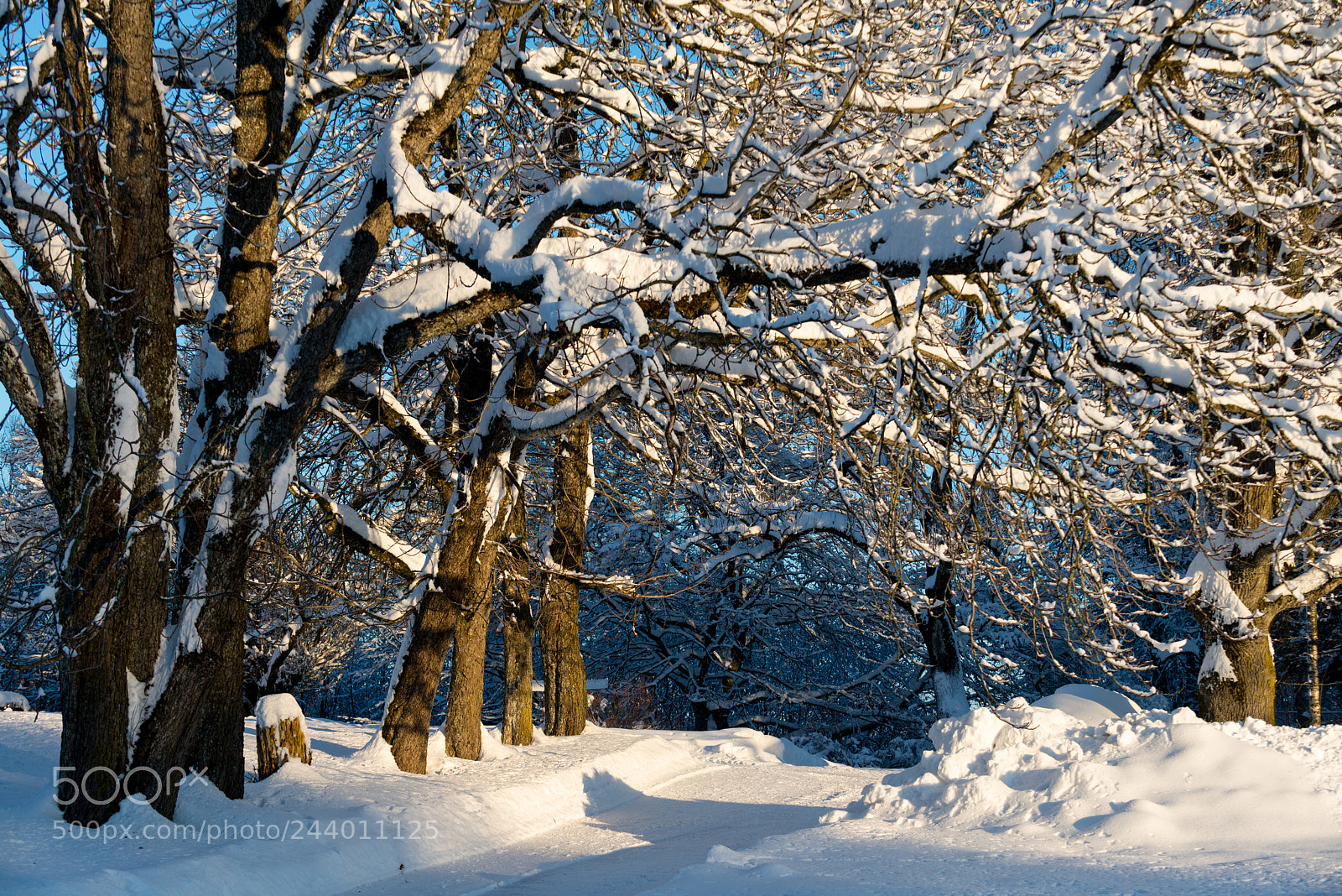 Nikon D800 sample photo. Snowy tree arch photography