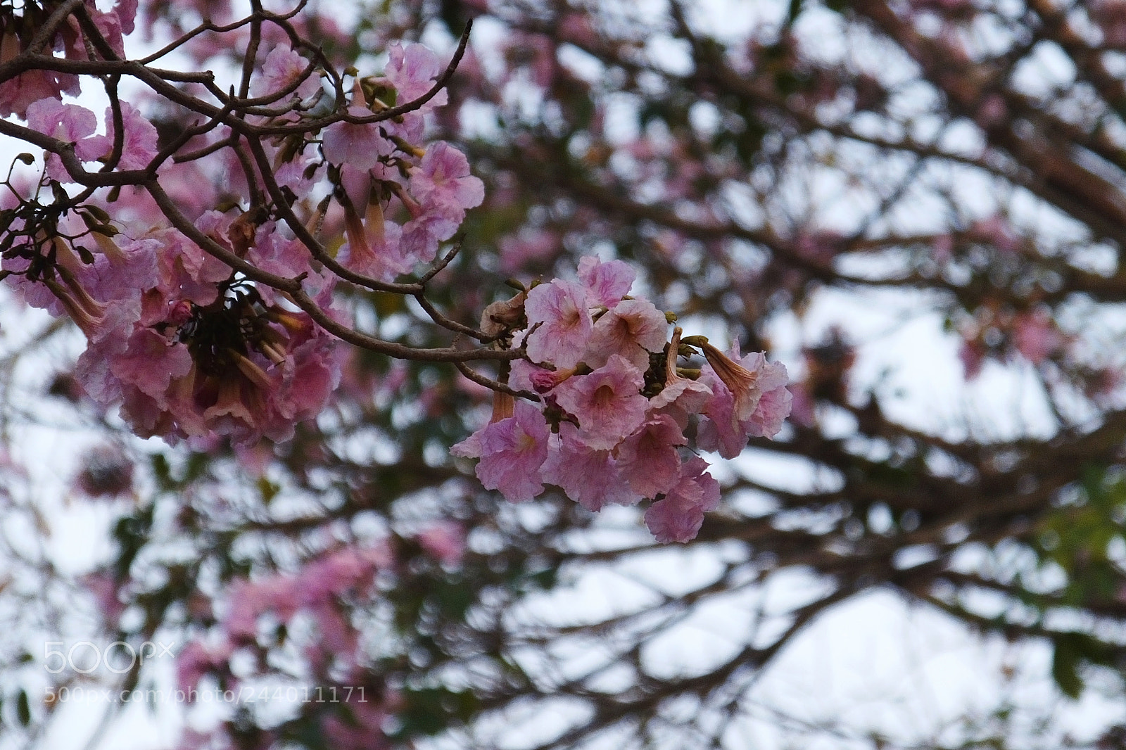 Fujifilm FinePix HS50 EXR sample photo. Pink flower photography