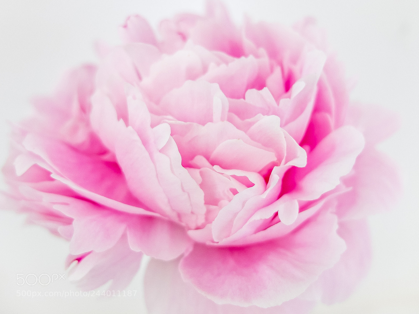 Fujifilm X30 sample photo. Pretty in pink photography