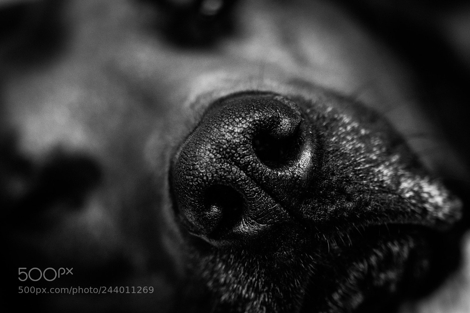 Nikon D5600 sample photo. The nose photography
