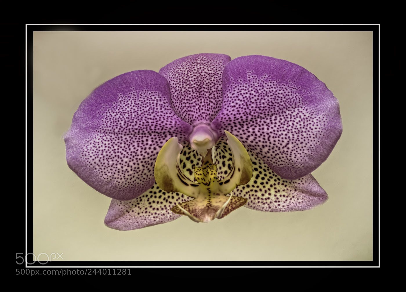 Olympus OM-D E-M5 II sample photo. Orchid photography
