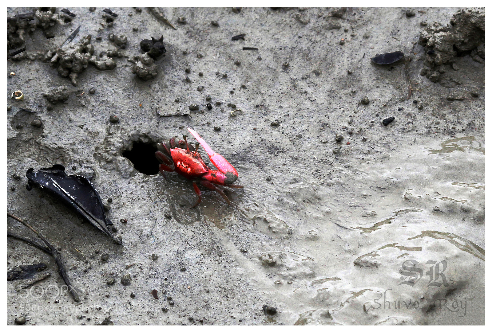 Canon EOS 60D sample photo. Red crab. photography