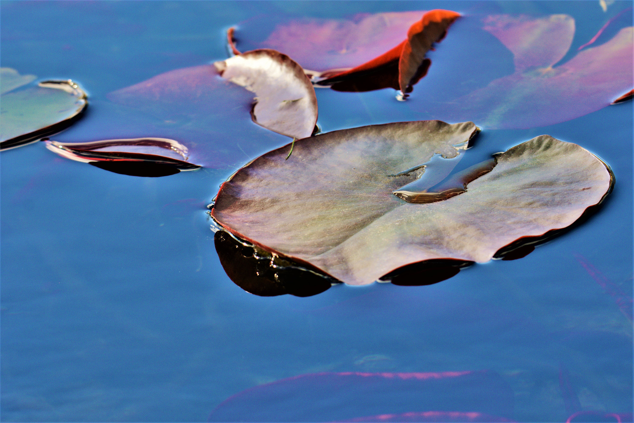 Nikon D7100 sample photo. Leaves in a pond photography