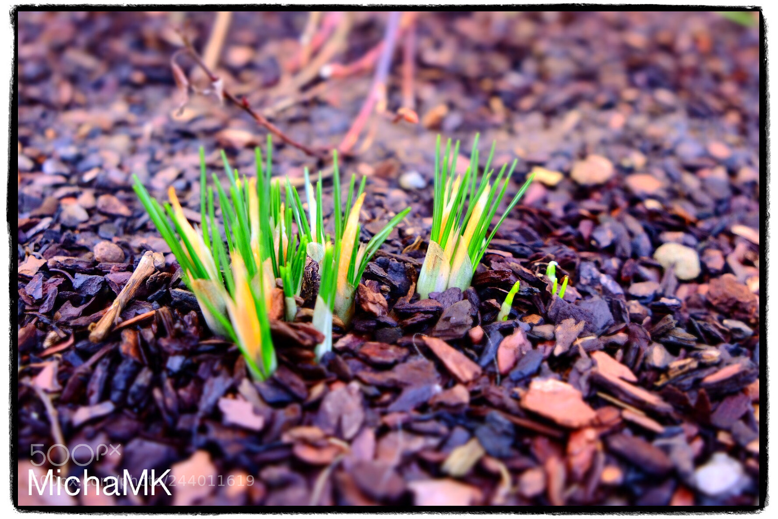 Fujifilm X-T20 sample photo. Spring is coming photography