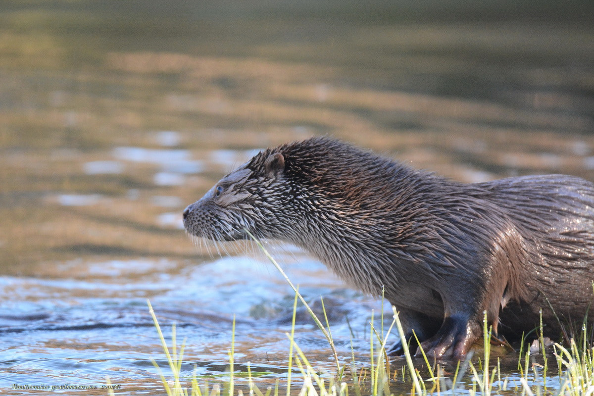 Sigma 150-600mm F5-6.3 DG OS HSM | S sample photo. Nutria 1 photography