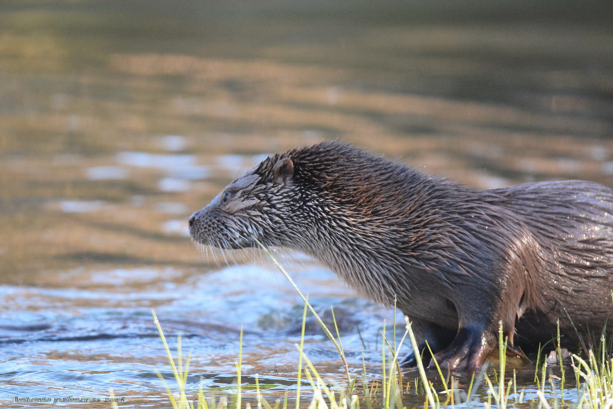 Nikon D7100 + Sigma 150-600mm F5-6.3 DG OS HSM | S sample photo. Nutria 1 photography