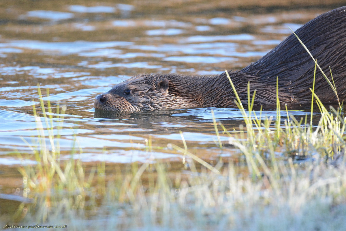 Nikon D7100 + Sigma 150-600mm F5-6.3 DG OS HSM | S sample photo. Nutria 2 photography