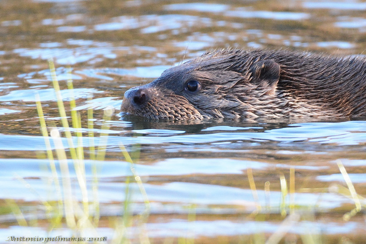 Nikon D7100 + Sigma 150-600mm F5-6.3 DG OS HSM | S sample photo. Nutria 3 photography