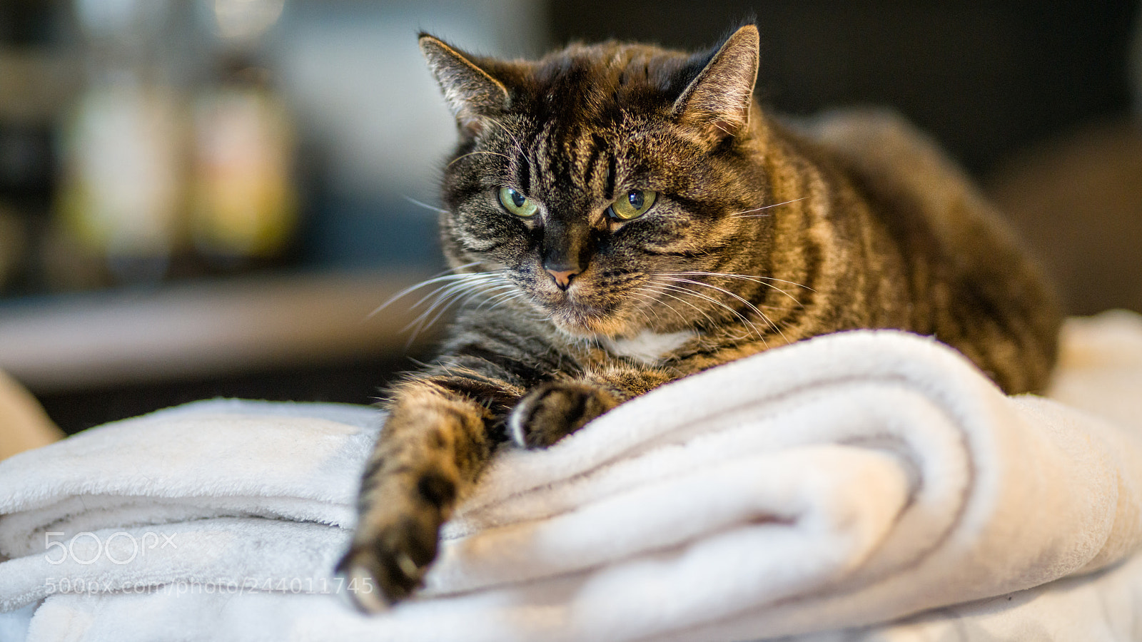 Sony a7R II sample photo. Lilly, erstes opfer meiner photography