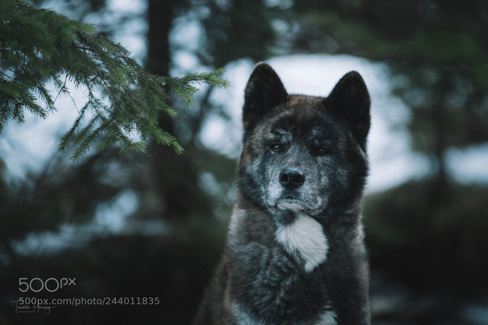 Nikon D850 sample photo. Mountain dog photography