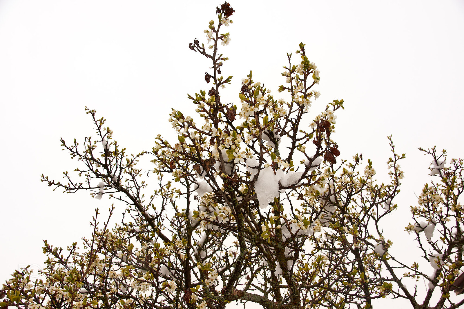 Sony SLT-A65 (SLT-A65V) sample photo. Snow-capped blooming tree photography