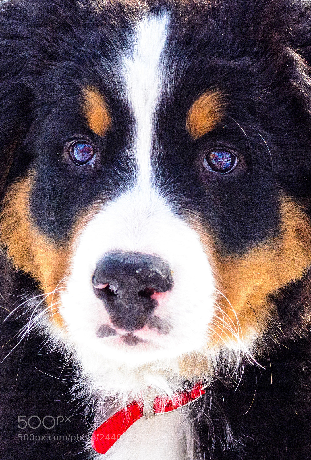Nikon D7100 sample photo. Dallasthepup.jpg photography