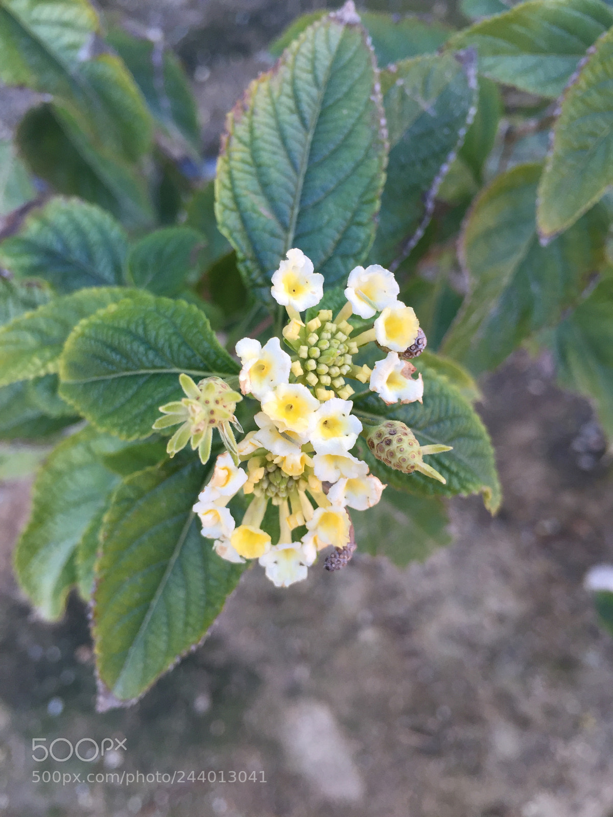 Apple iPhone 6 sample photo. Untitled photography