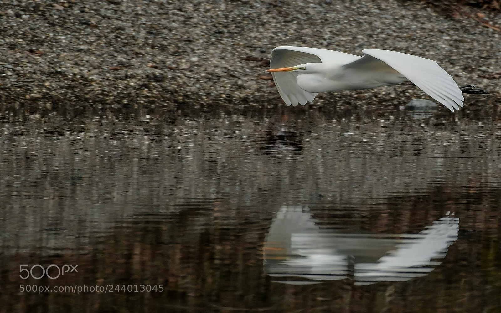 Nikon D500 sample photo. Grande aigrette photography
