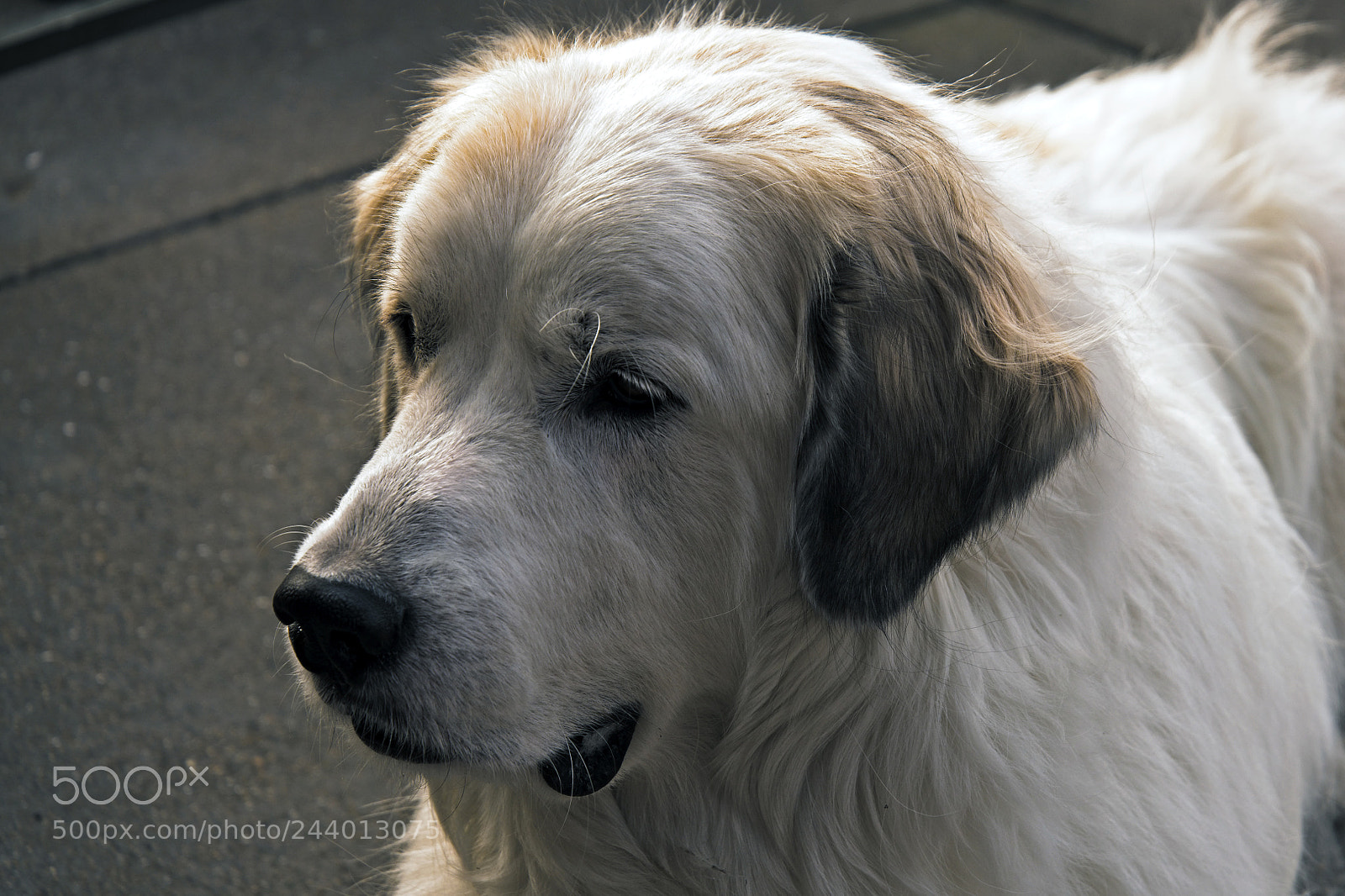 Nikon D850 sample photo. Pooch photography