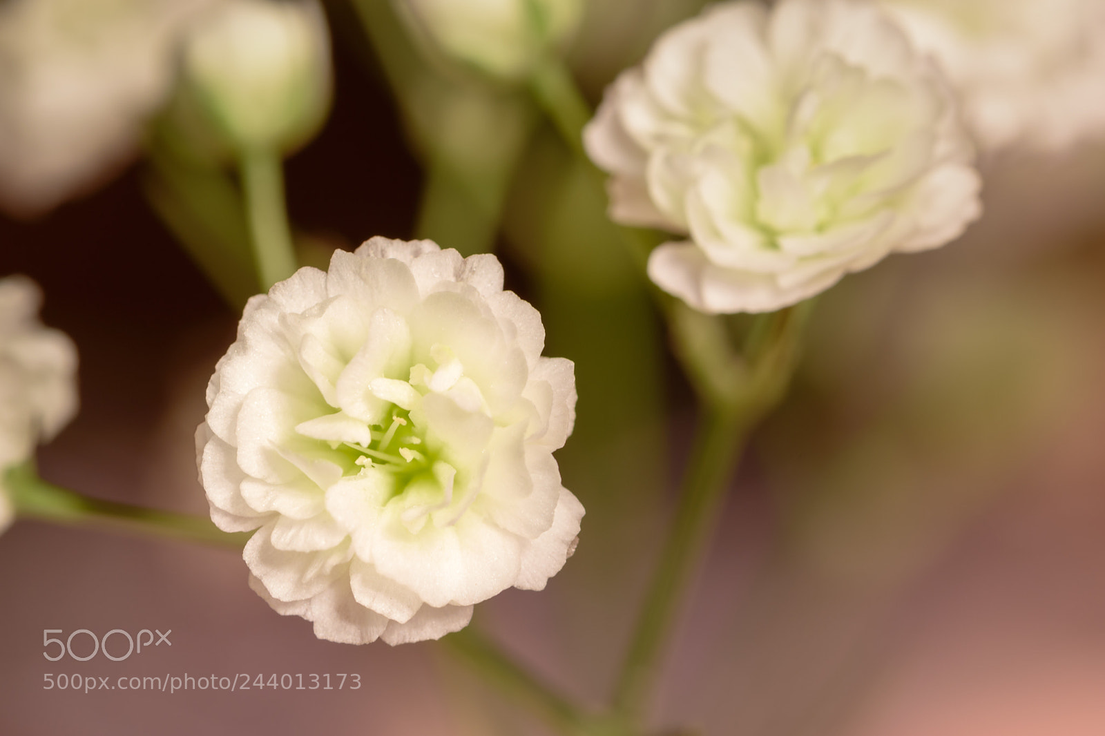 Nikon D5500 sample photo. Small flower photography