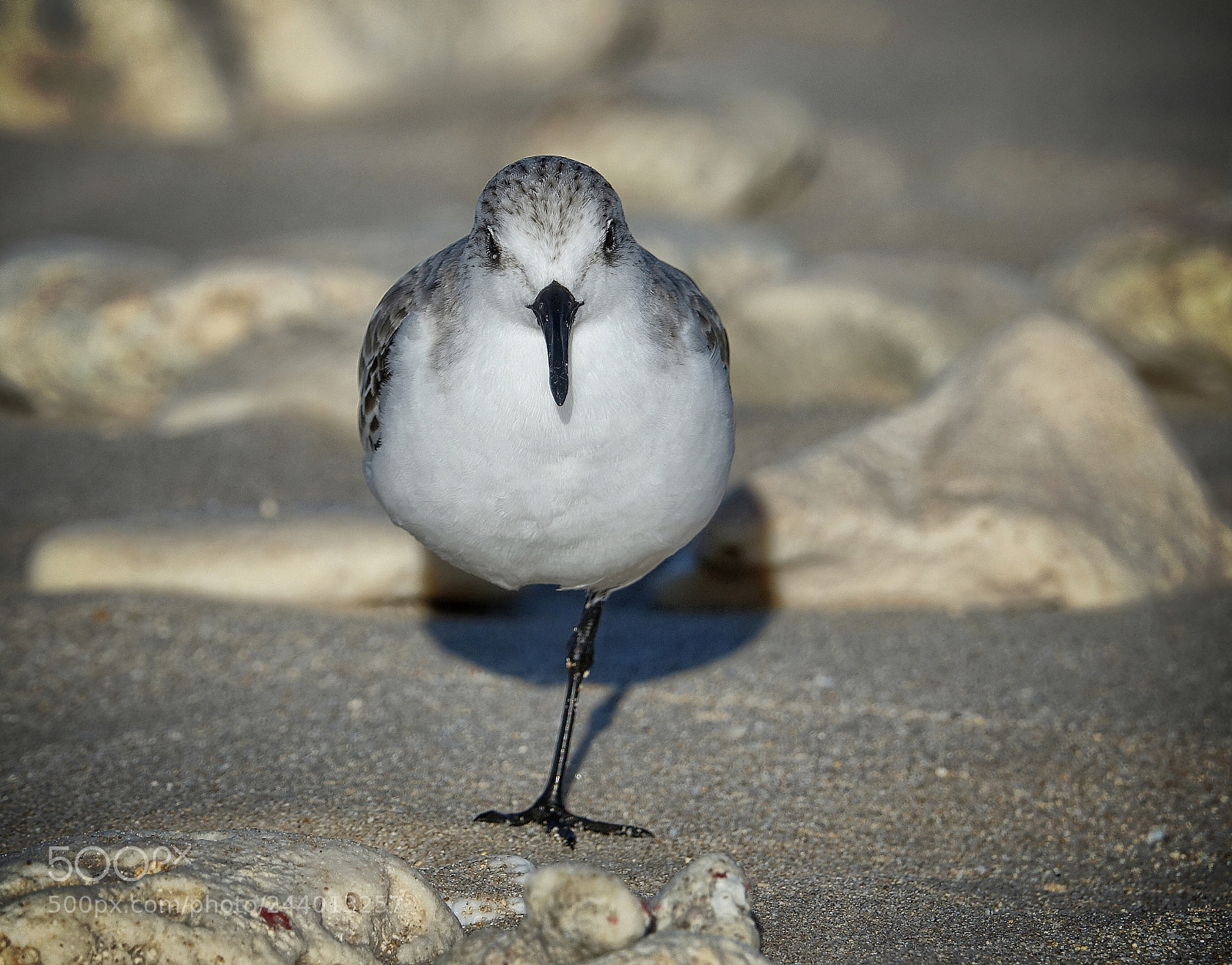 Sony Cyber-shot DSC-RX10 III sample photo. Just a bird.. photography