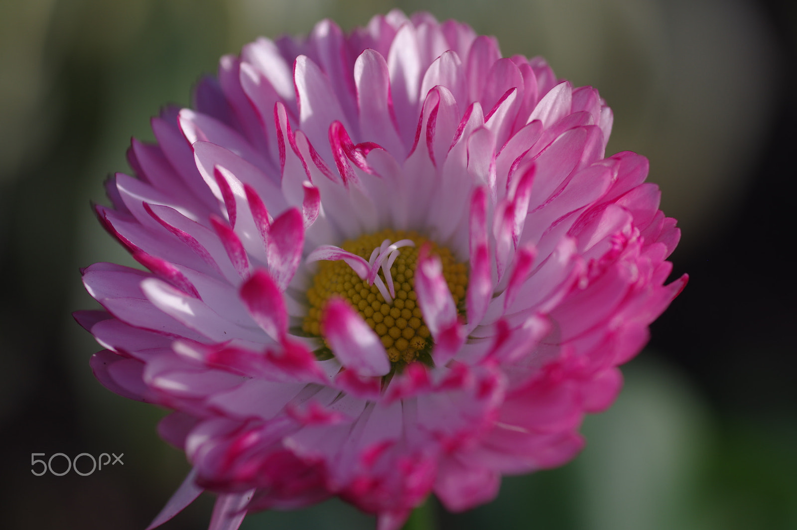 Pentax smc D-FA 100mm F2.8 Macro WR sample photo. My first of 2018 photography