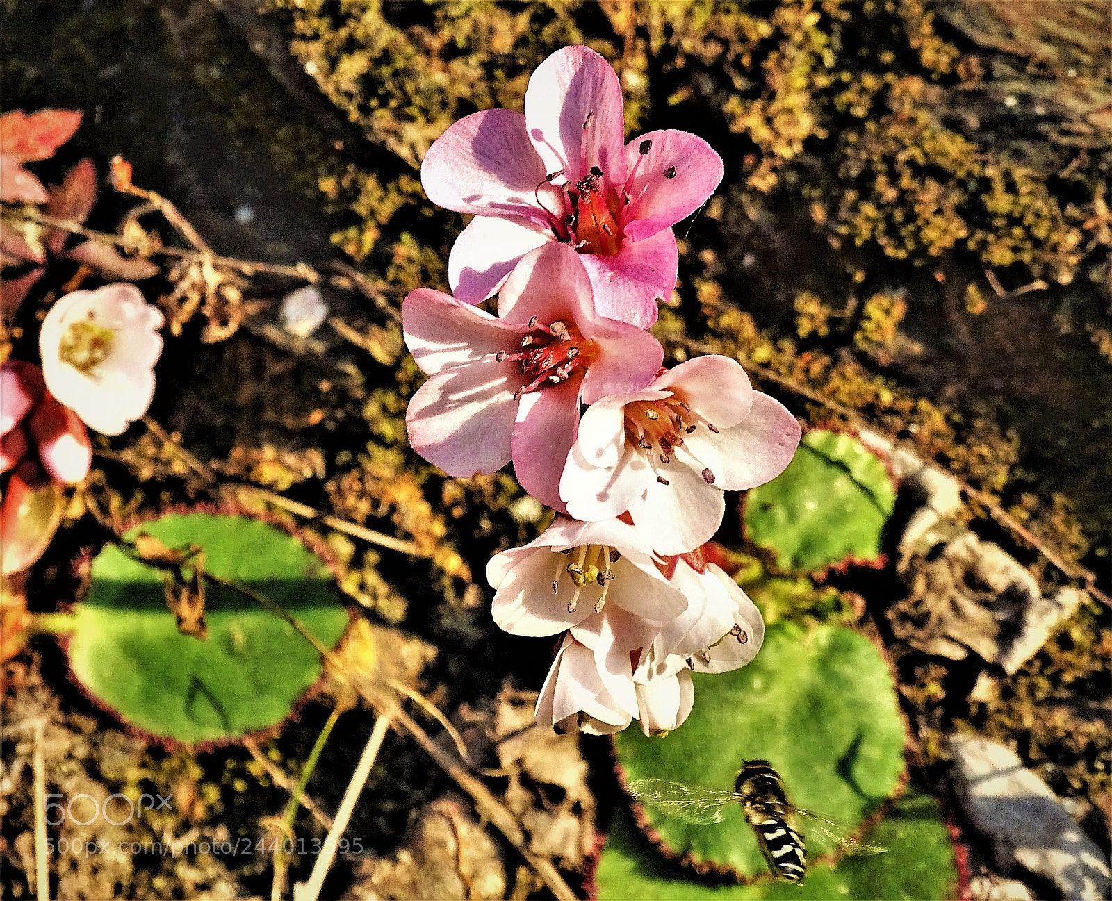 Sony Cyber-shot DSC-HX400V sample photo. Frilly bergania photography