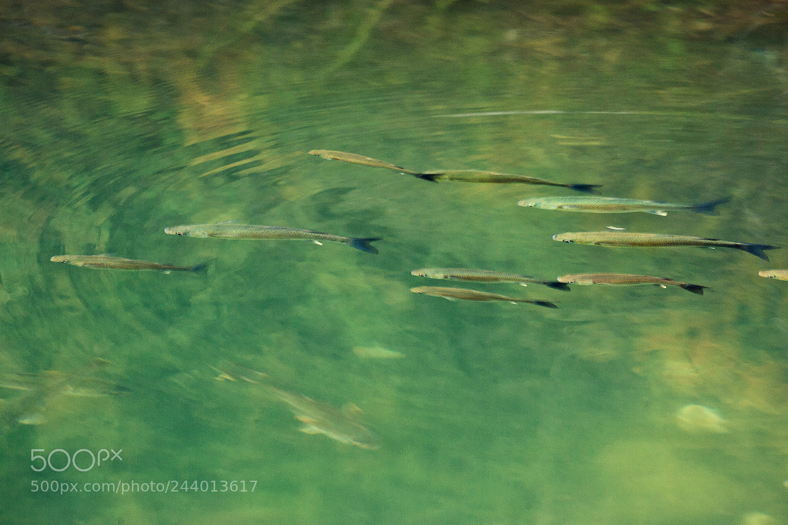 Canon EOS 5D sample photo. Green water photography