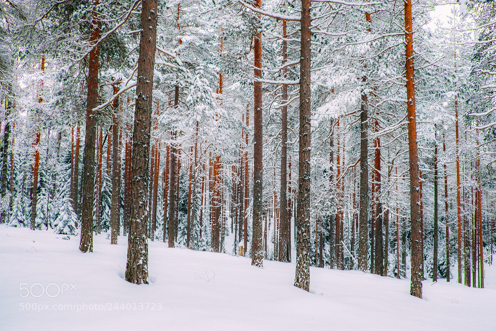 Fujifilm X-T1 sample photo. Winter forest #5 photography