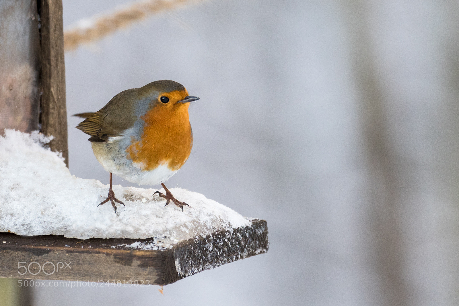 Nikon D810 sample photo. Robin redbreast photography
