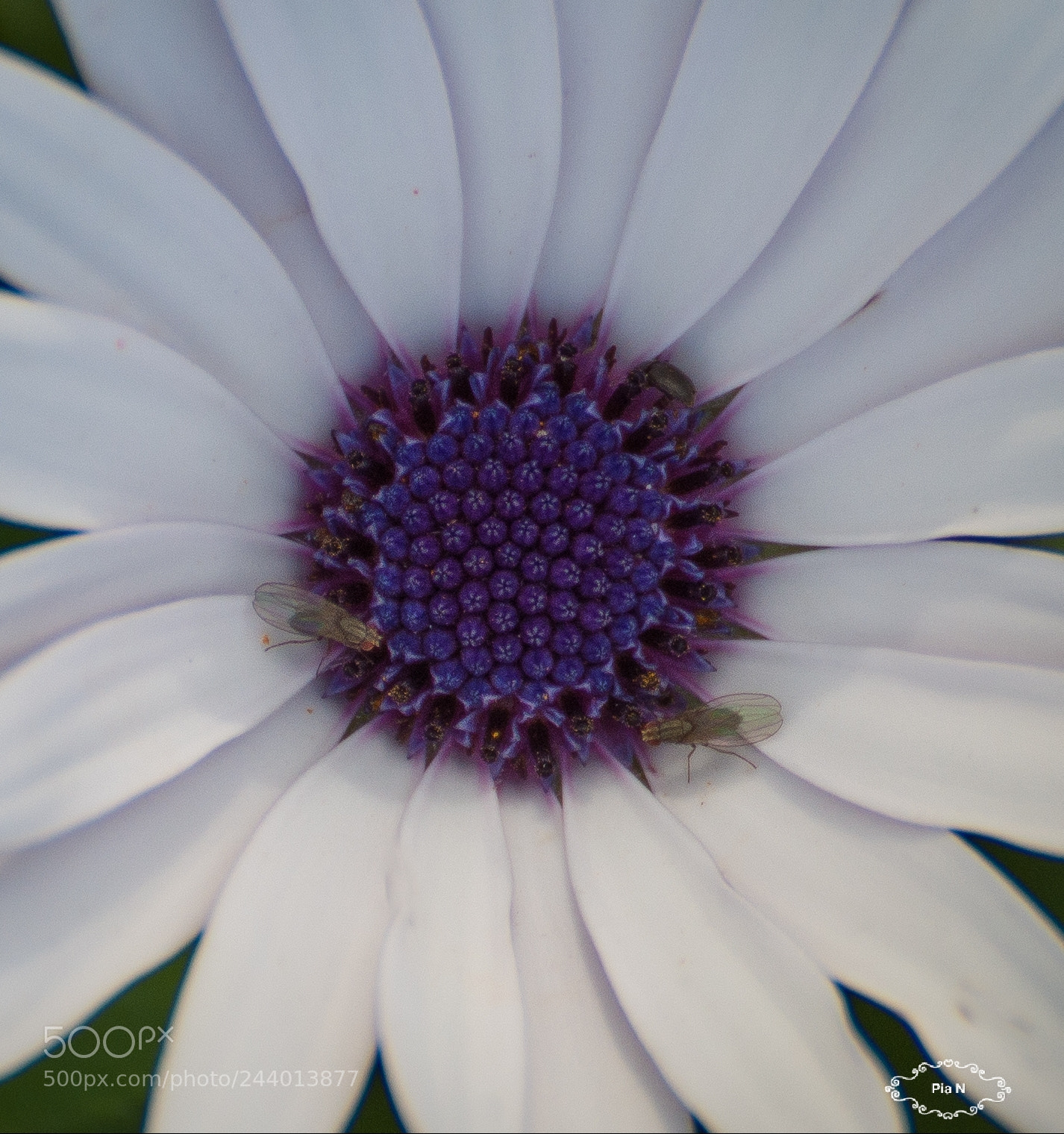 Nikon D7200 sample photo. Visitors photography