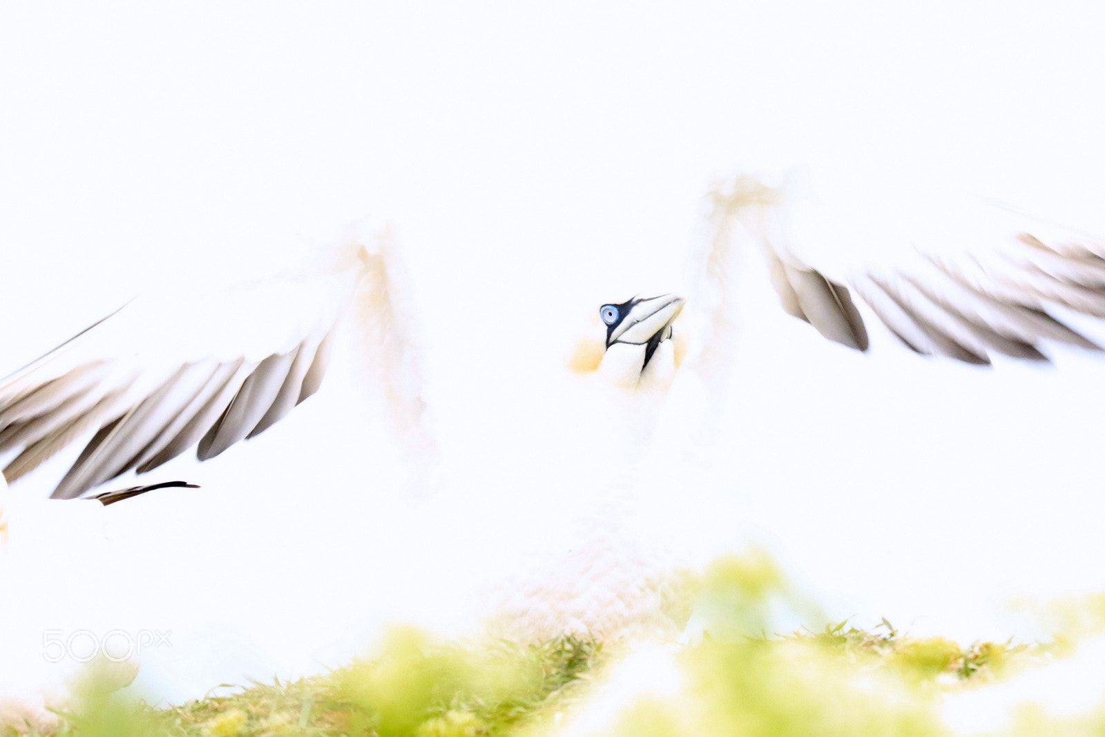 Canon EF 100-400mm F4.5-5.6L IS USM sample photo. Flying !!! photography