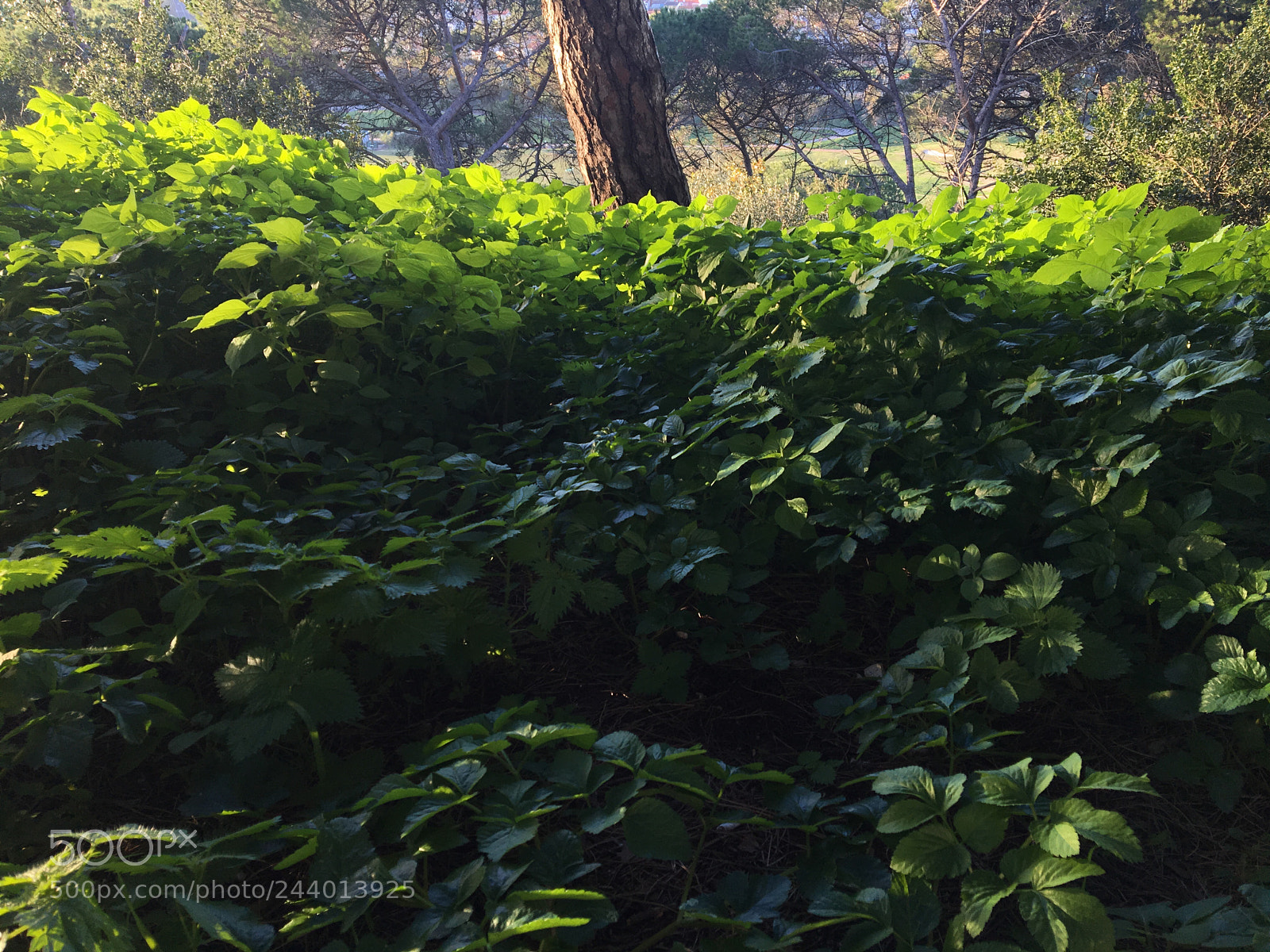 Apple iPhone 6s sample photo. Untitled photography