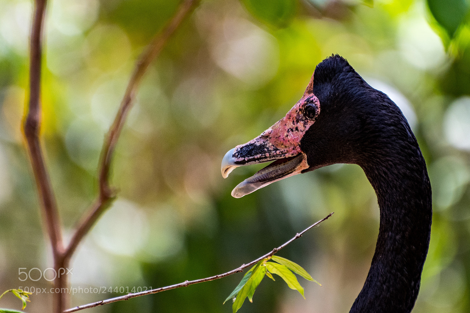 Nikon D500 sample photo. Goose bump photography
