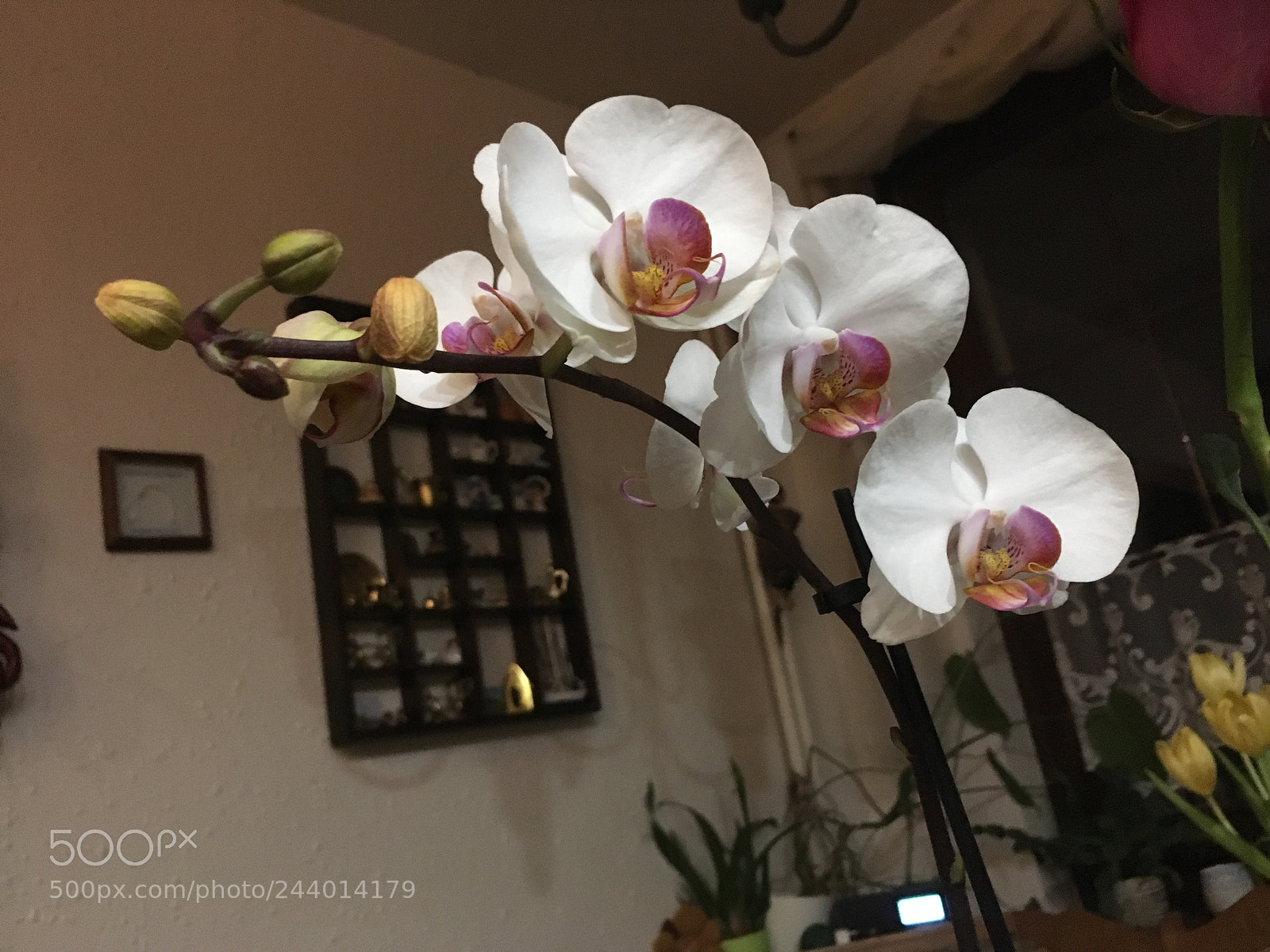 Apple iPhone SE sample photo. Img photography
