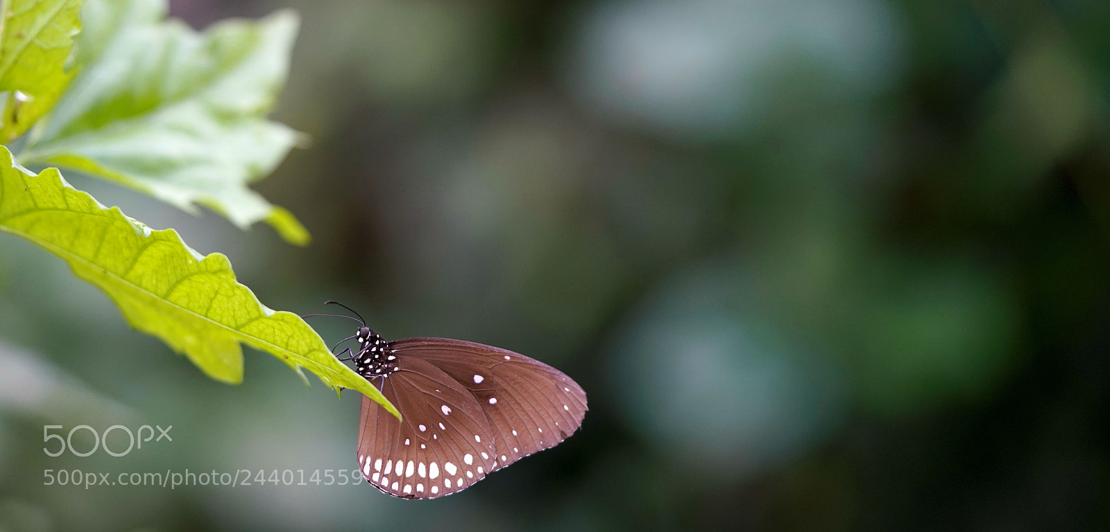 Sony a7R III sample photo. Elegant transformer ii photography