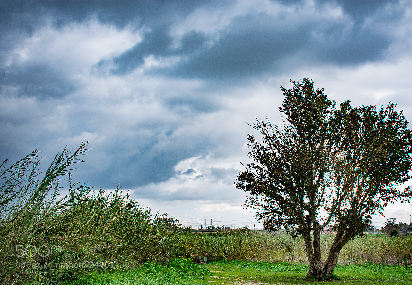 Nikon D3400 sample photo. Lonely tree photography