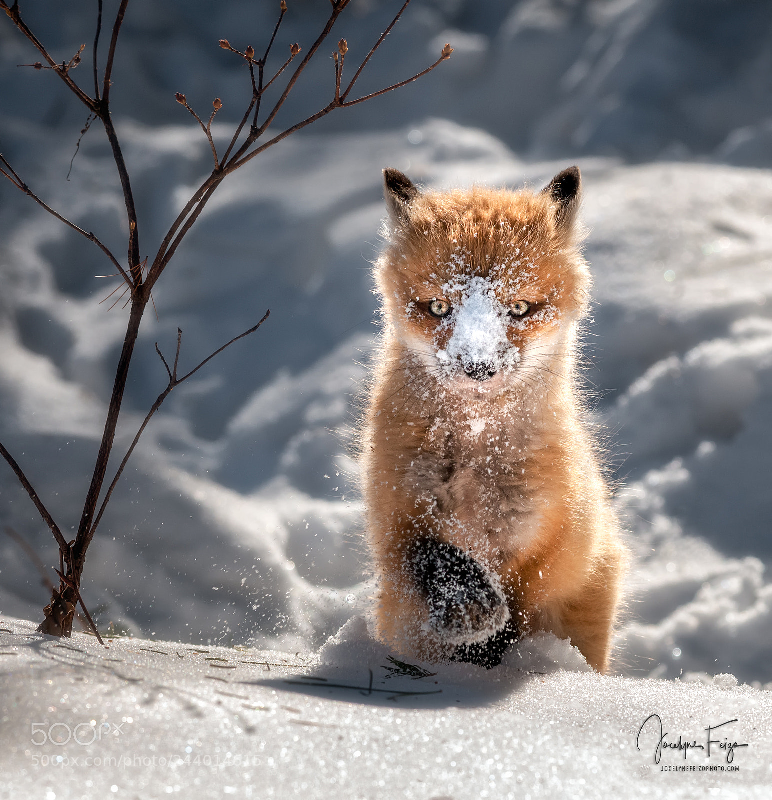 Nikon D300 sample photo. Playing in the snow photography