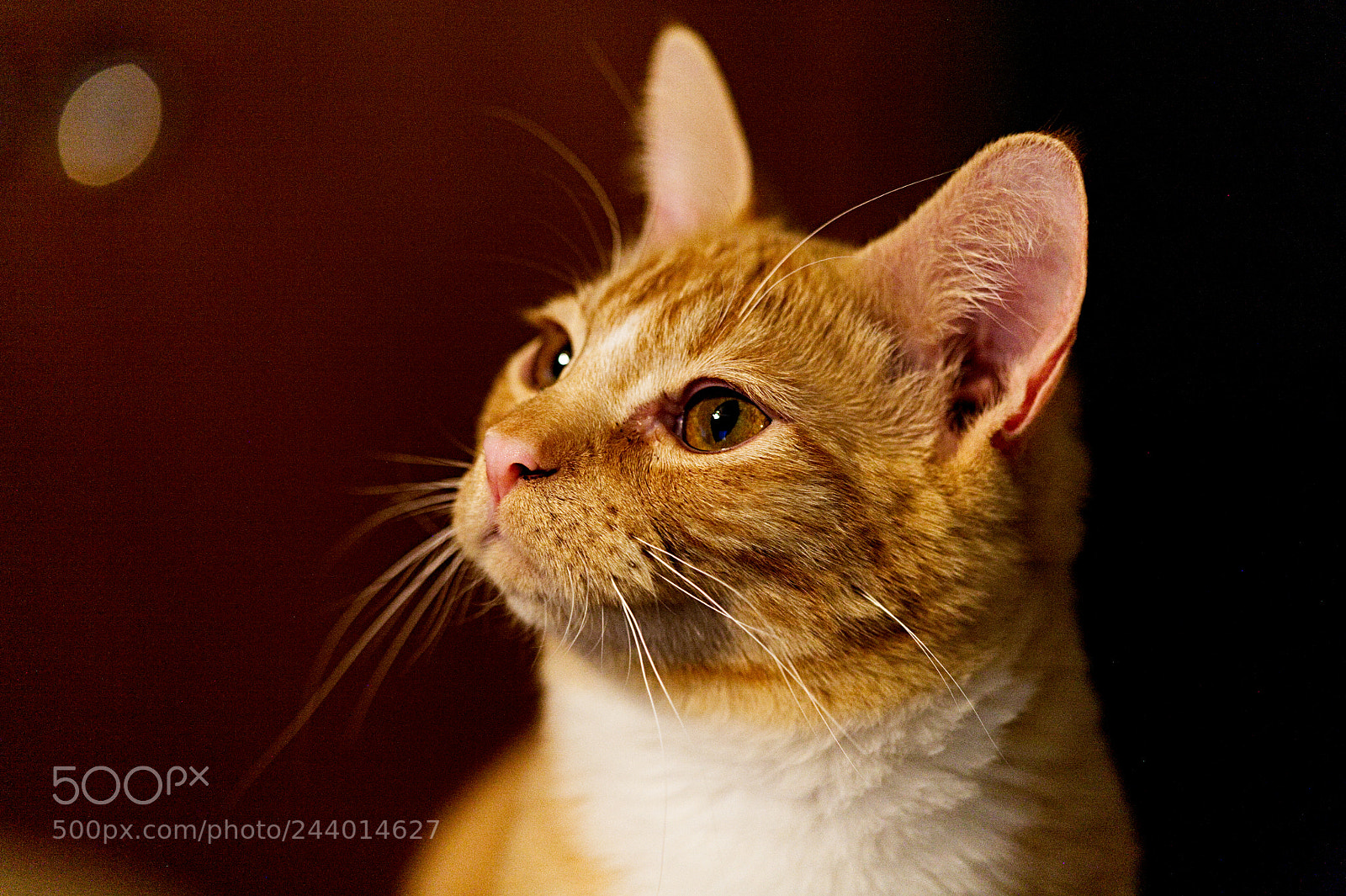Canon EOS 5D sample photo. Sib see the light photography