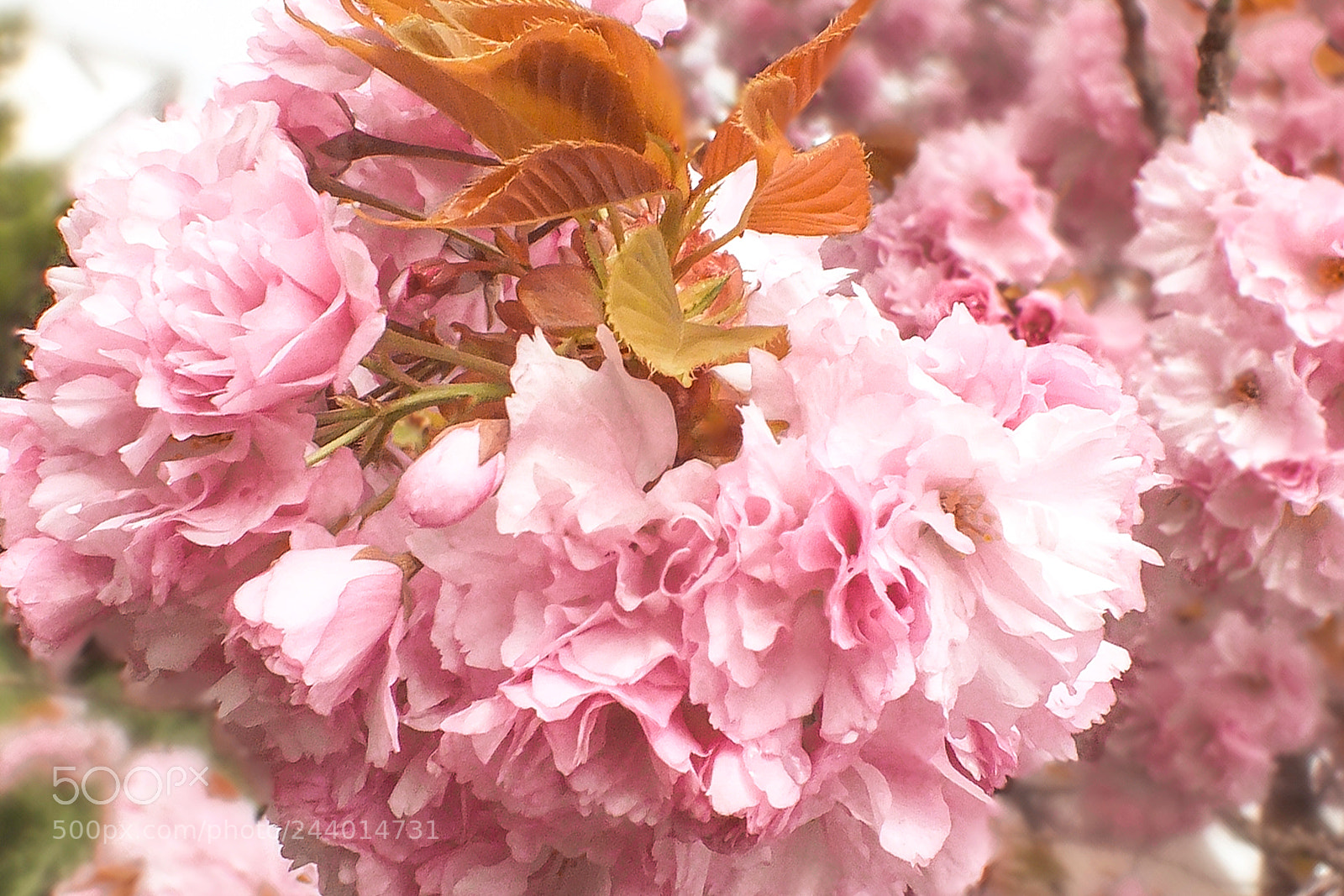 FujiFilm FinePix HS20 EXR (FinePix HS22 EXR) sample photo. Macro spring flowers photography