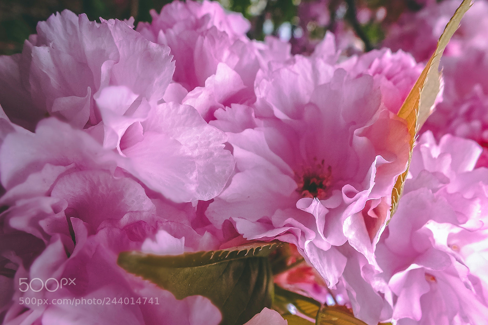 FujiFilm FinePix HS20 EXR (FinePix HS22 EXR) sample photo. Macro spring flowers photography