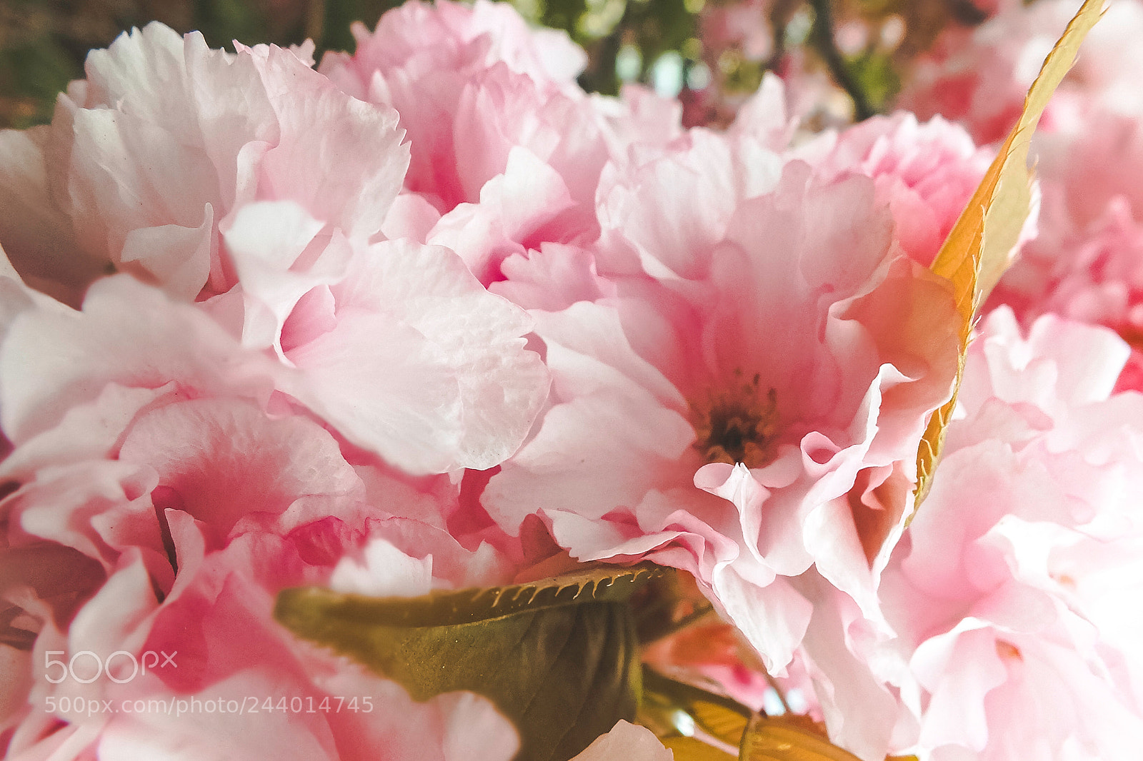 FujiFilm FinePix HS20 EXR (FinePix HS22 EXR) sample photo. Macro spring flowers photography