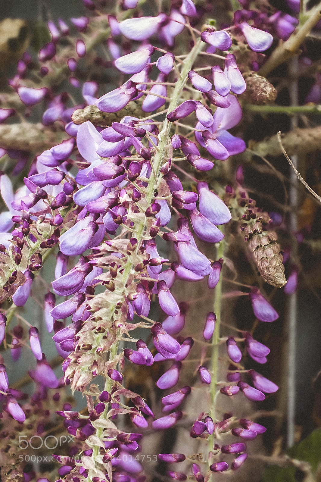FujiFilm FinePix HS20 EXR (FinePix HS22 EXR) sample photo. Macro spring flowers photography